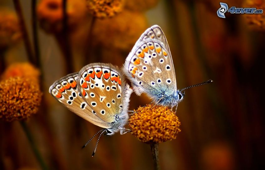 Schmetterlingen, Paarung, Blume