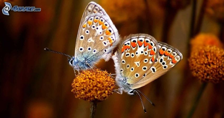 Schmetterlingen, Paarung, Blume