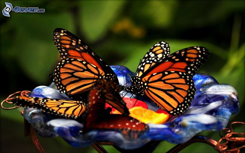 Schmetterlingen