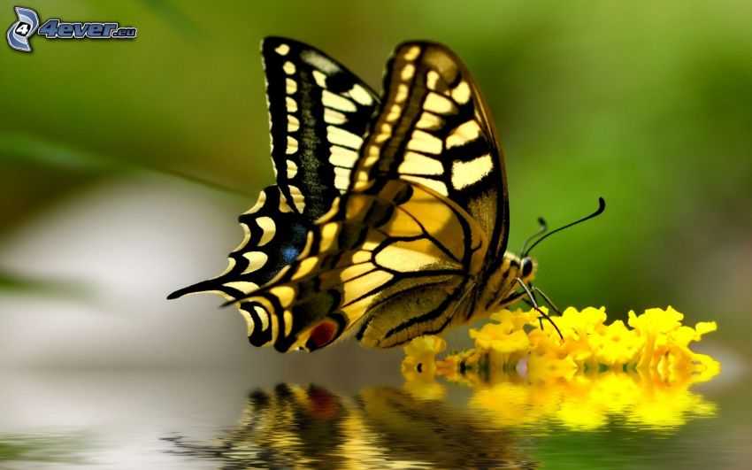 Schwalbenschwanz, gelbe Blume, Wasser