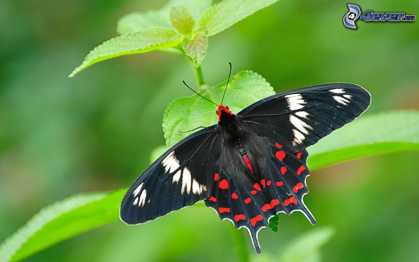 Schwalbenschwanz, Pflanze, schwarzer Schmetterling
