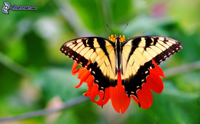 Schwalbenschwanz, Schmetterling auf der Blume, rote Blume