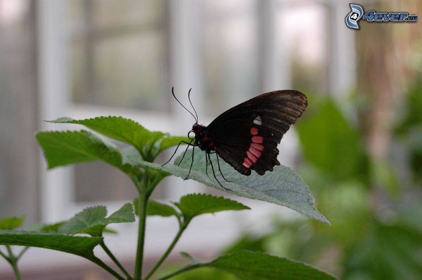 schwarzer Schmetterling, Blätter