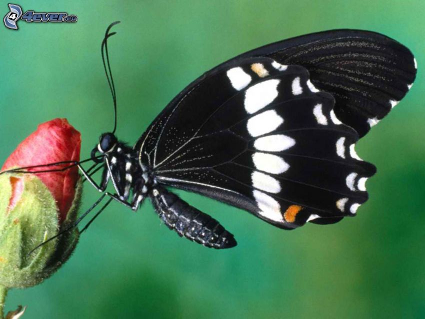 schwarzer Schmetterling, Blume