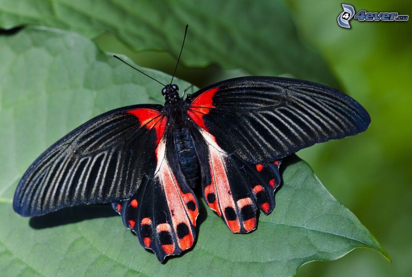schwarzer Schmetterling, Makro, Blatt