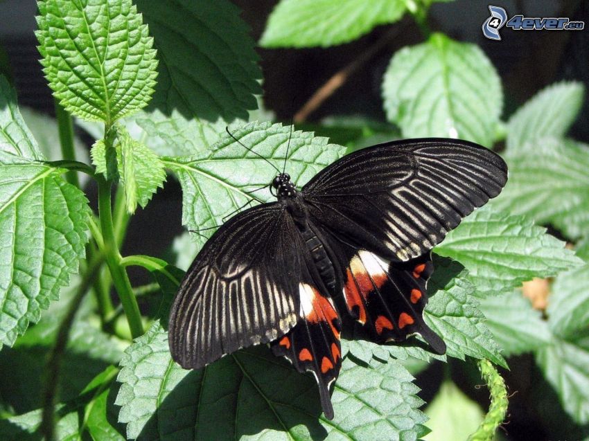 schwarzer Schmetterling, Pflanzen