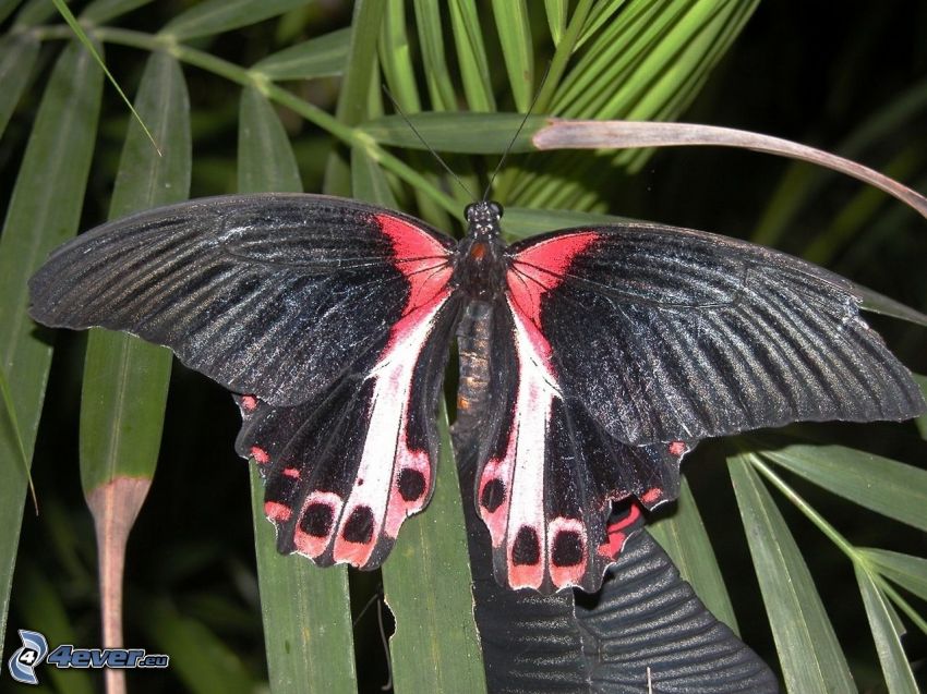 schwarzer Schmetterling