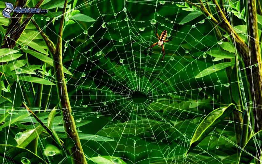 Spinne, taufrische Spinnwebe, grüne Blätter
