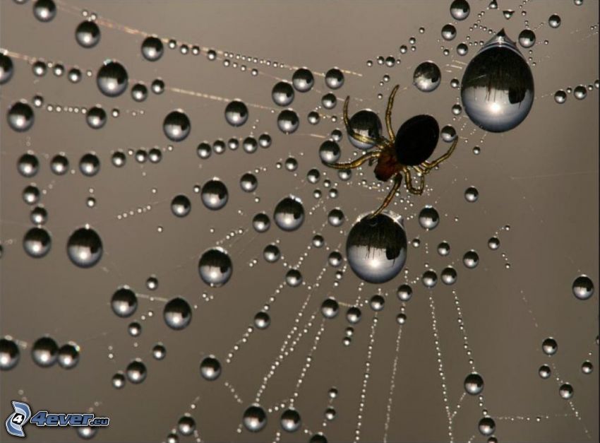 Spinne, Wassertropfen, taufrische Spinnwebe
