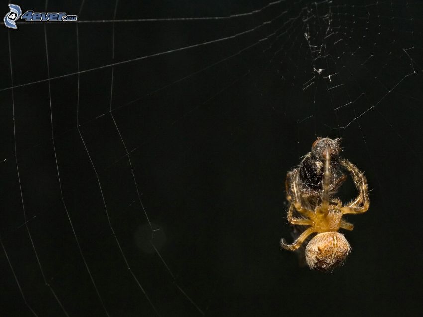 Spinne auf dem Spinnennetz