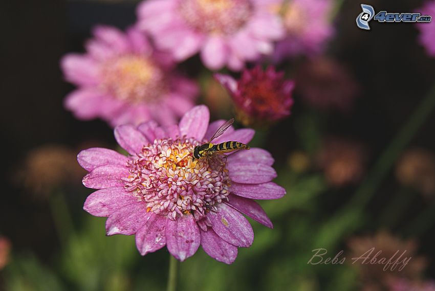 Wespe auf der Blume, Insekten