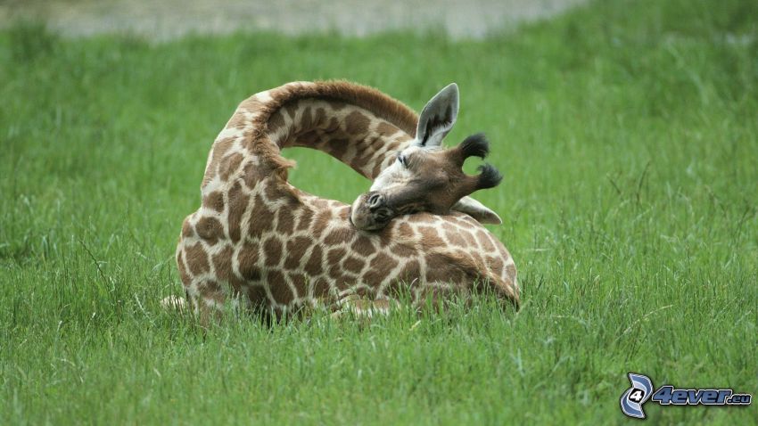 Jungtier von der Giraffe, Gras