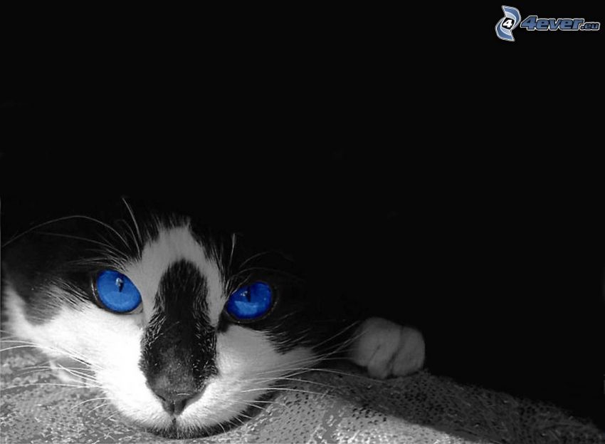 Blick der Katze, blaue Augen