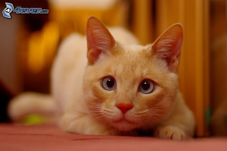 Blick der Katze, braune Katze
