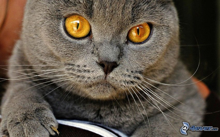 Blick der Katze, britisch Kurzhaar