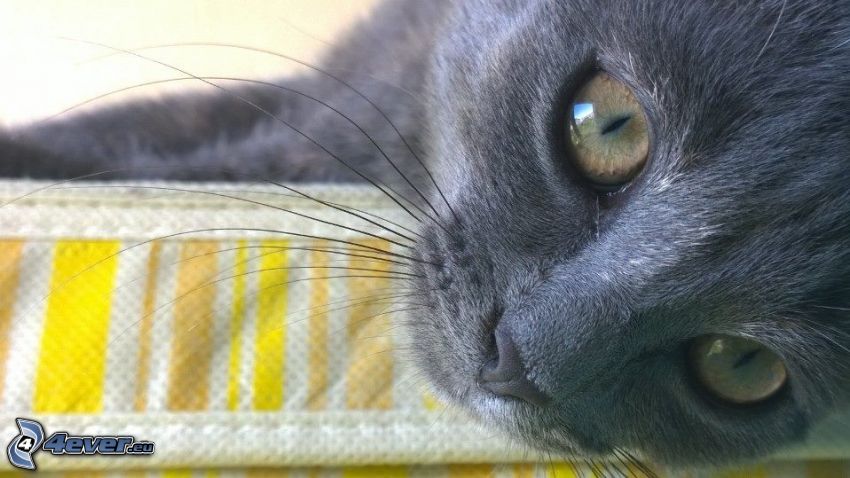 Blick der Katze, britisch Kurzhaar