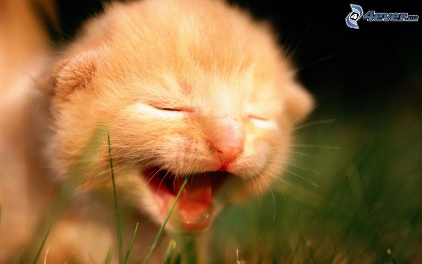 braune Kätzchen, Gähnen