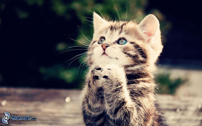 braune Kätzchen, Gebet, Blick der Katze