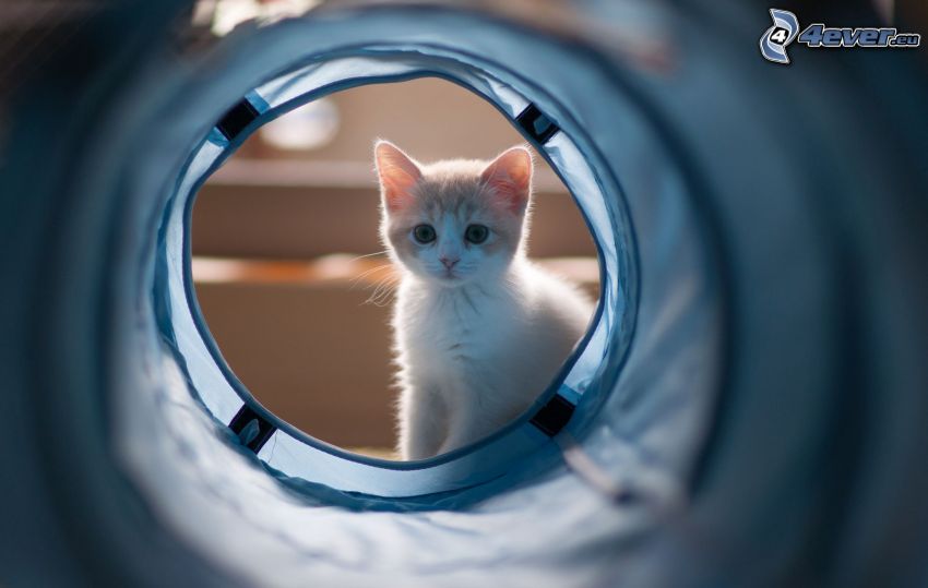braune Kätzchen, Tunnel