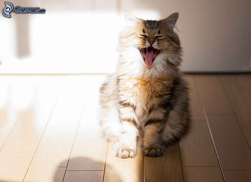 braune Katze, Gähnen