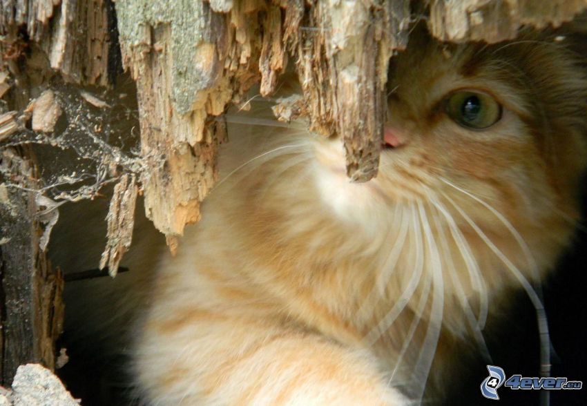 braune Katze, Holz