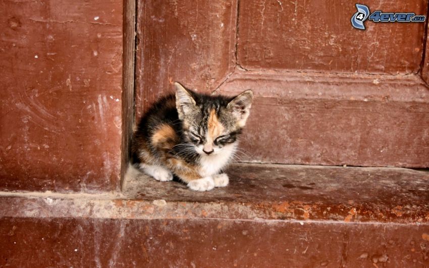 gefleckt Kätzchen, Tür