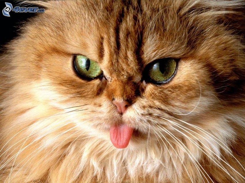 Gesicht der Katze, hängende Zunge