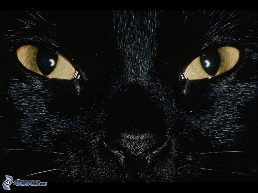 Gesicht der Katze, schwarze Katze