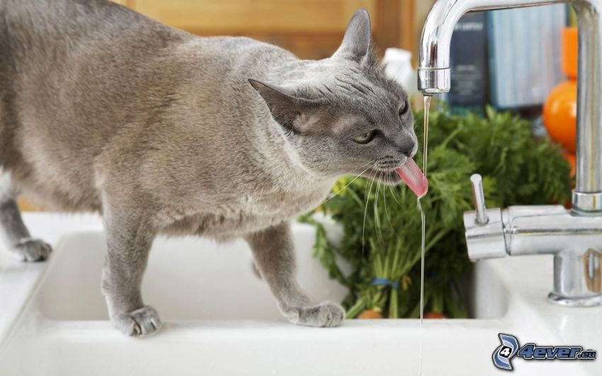 graue Katze, Katze und Wasserleitung