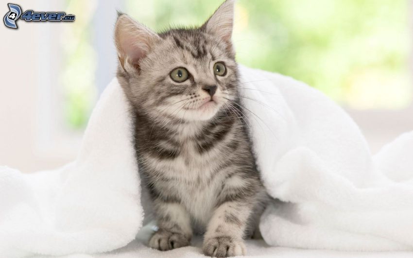 Graues Kätzchen, Katze unter einer Decke