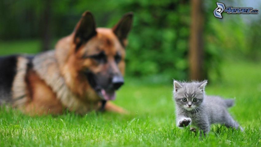 Graues Kätzchen, Schäferhund, Gras