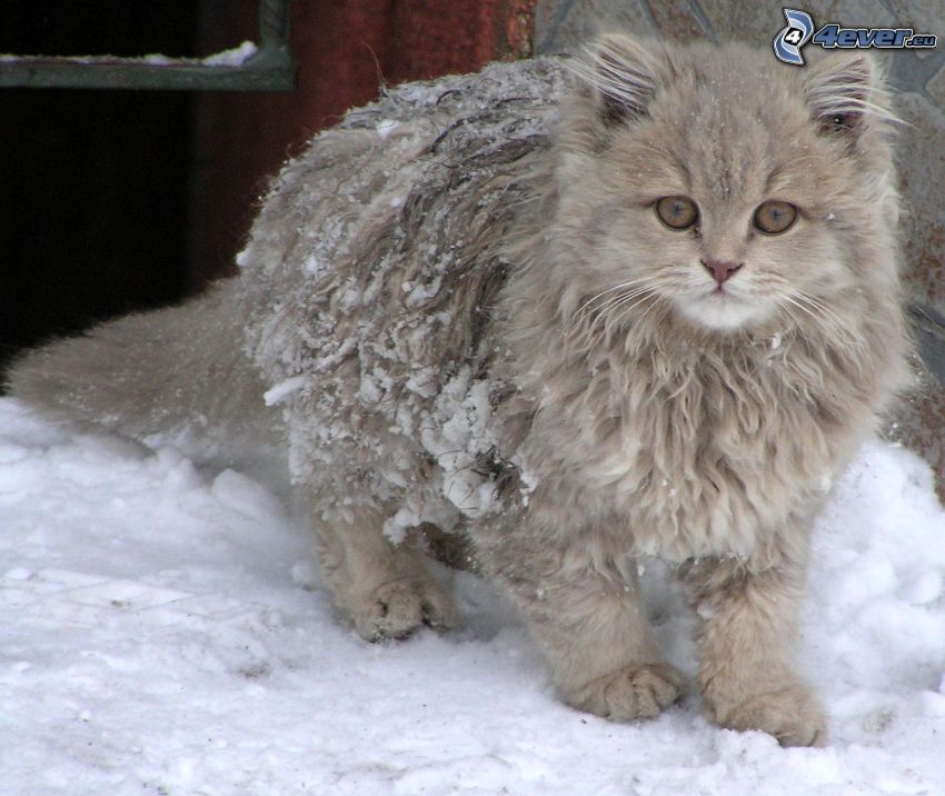 haarige Katze, gefroren