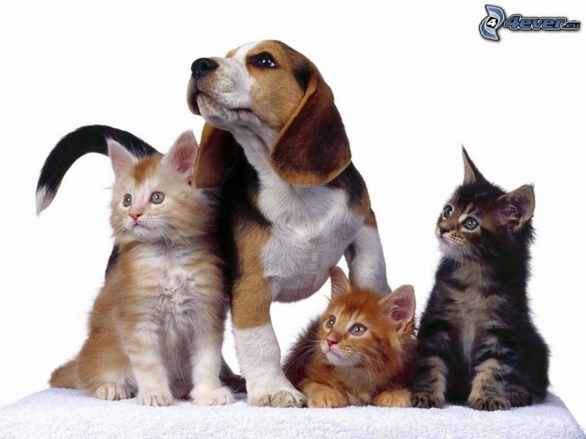 Hund und Katzen, Beagle, Blick, Freundschaft