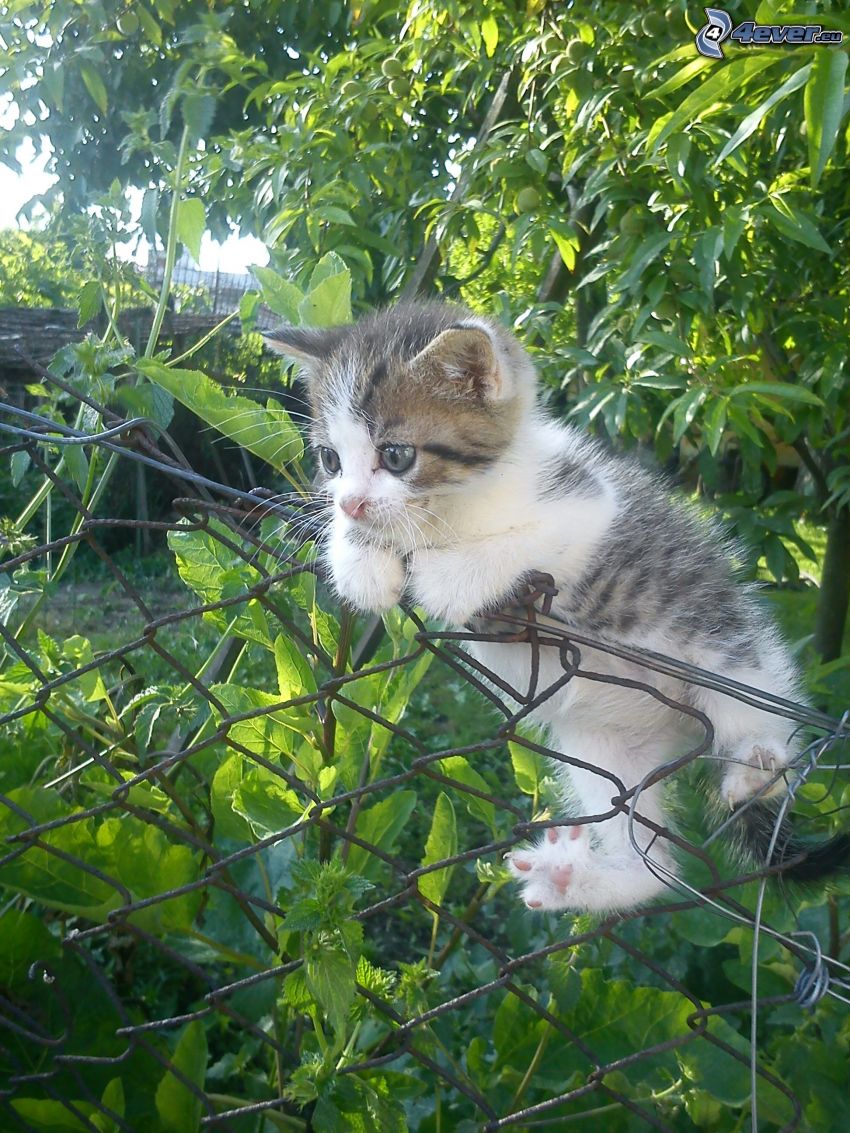 Kätzchen auf dem Zaun, Garten