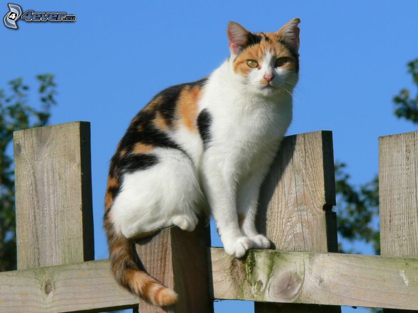 Kätzchen auf dem Zaun, rothaarige Katze, Holzzaun