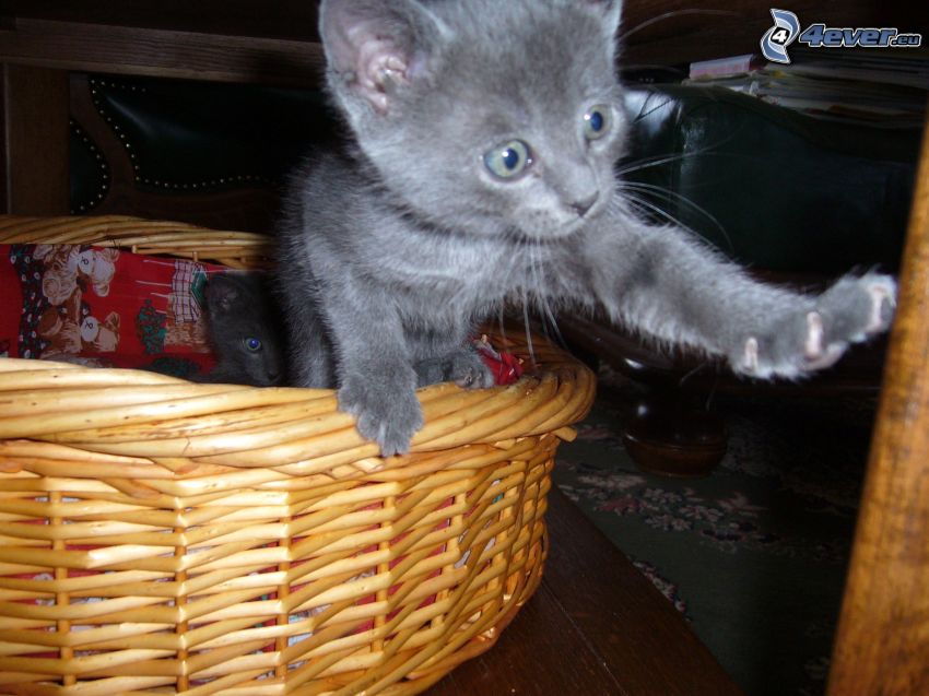 Kätzchen in einem Korb, Pfote, britisch Kurzhaar