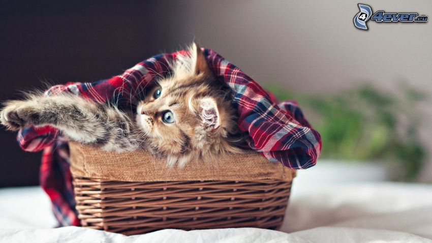 Kätzchen in einem Korb