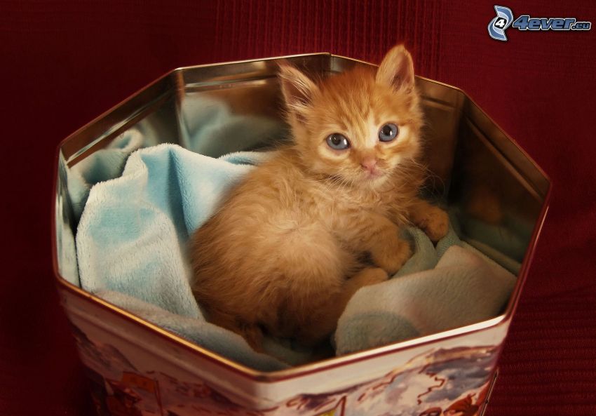Kätzchen in einer Box, kleine rothaarige junge Katze