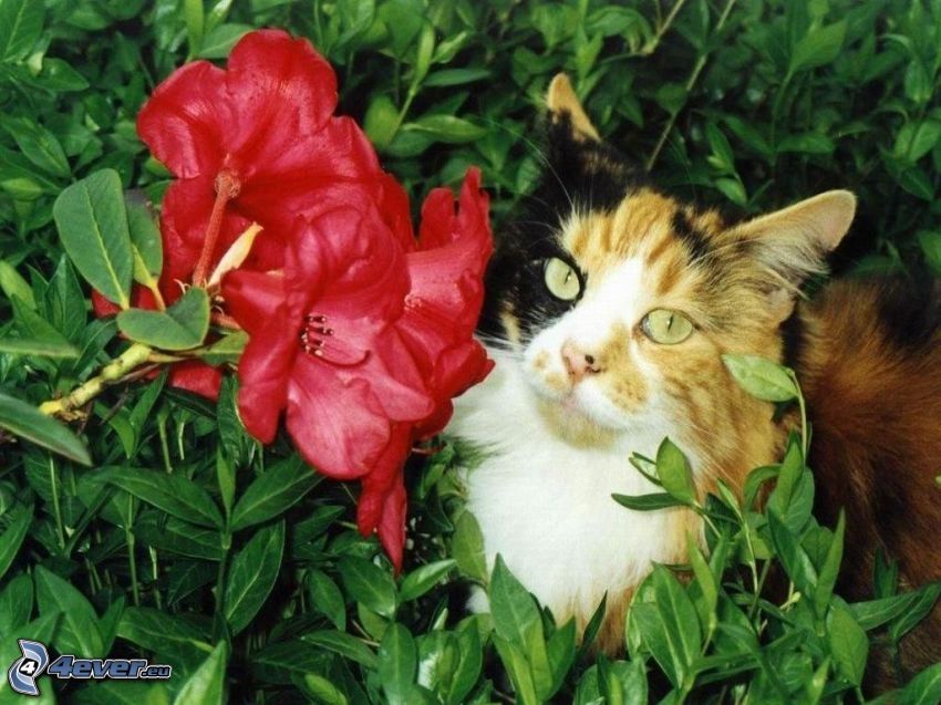Katze, Blume