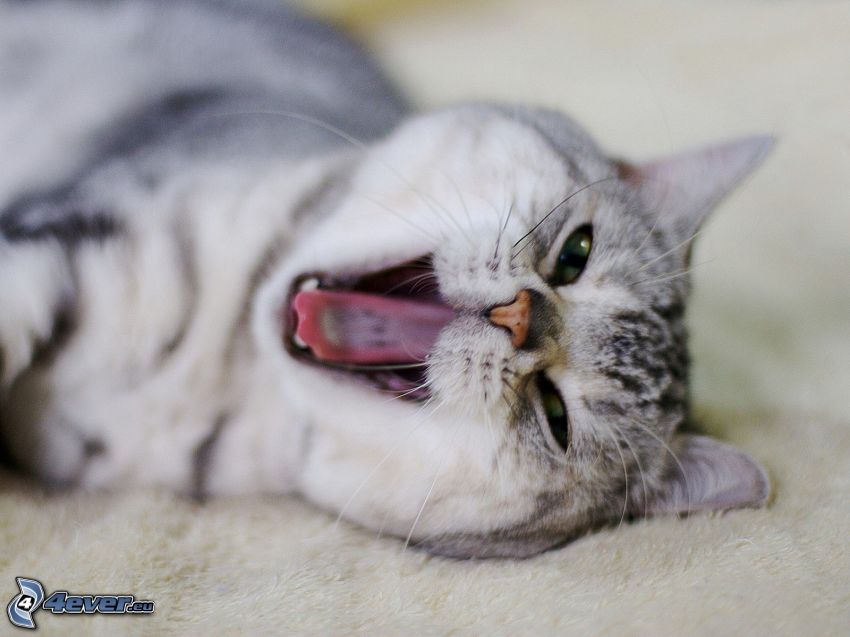 Katze, Gähnen