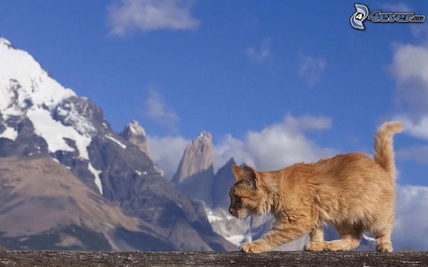 Katze auf dem Stumpf, rothaarige Katze, schneebedeckte Berge