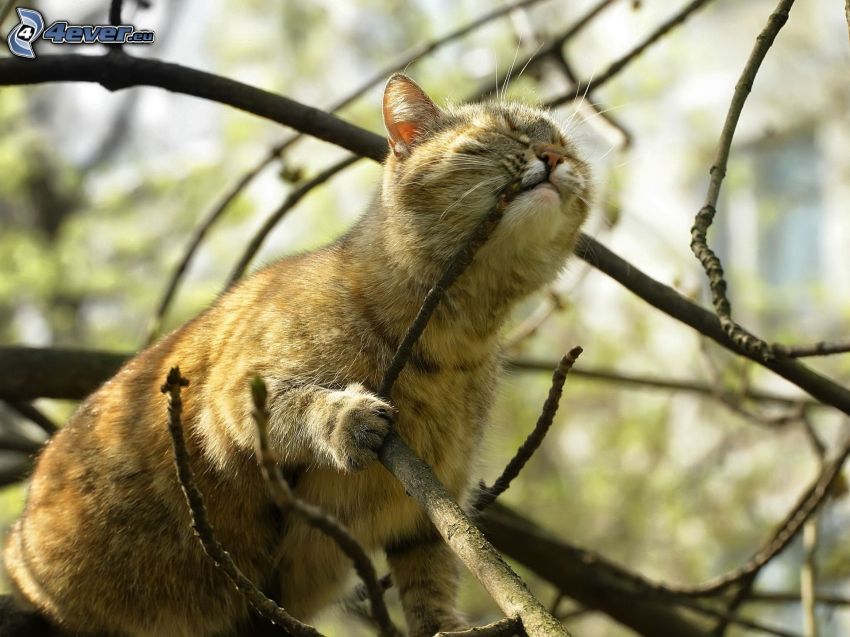 Katze auf einem Baum, Äste