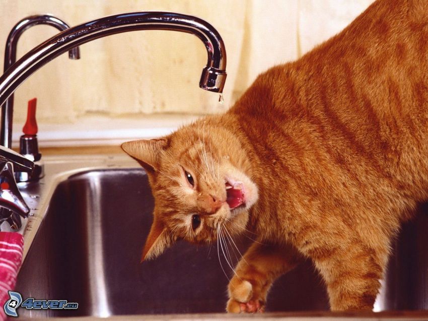 Katze trinkt aus dem Wasserhahn, rothaarige Katze, Wasserhahn