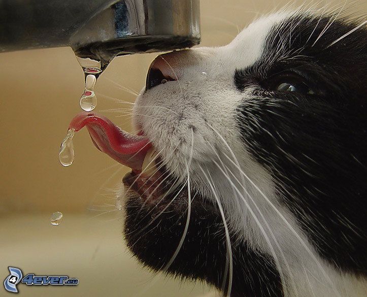 Katze trinkt aus dem Wasserhahn, Wasser, Wasserhahn