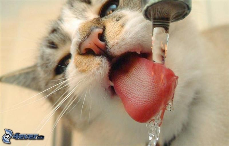 Katze trinkt aus dem Wasserhahn, Zunge