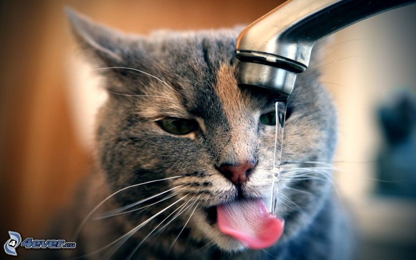 Katze und Wasserleitung