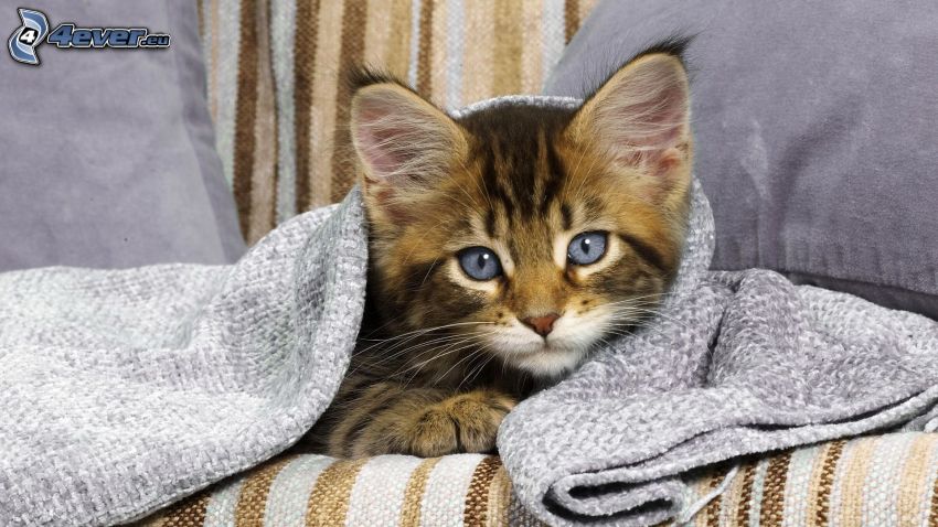 Katze unter einer Decke