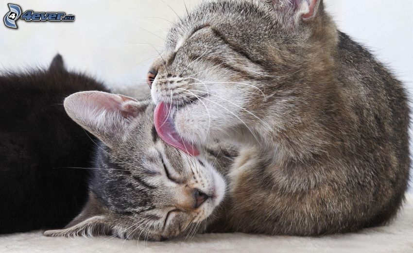 Katzen, Zunge