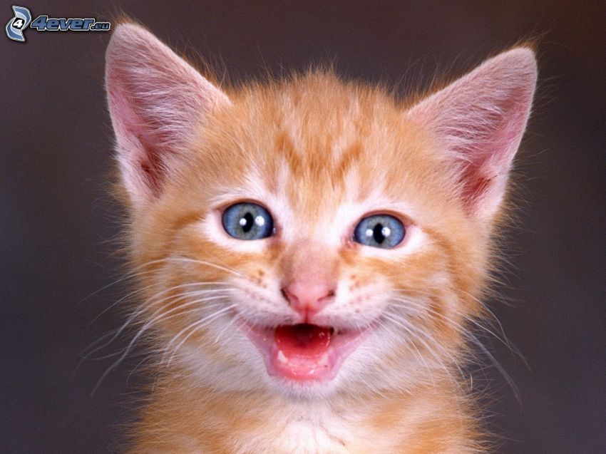 kleine rothaarige junge Katze, blaue Augen, Lächeln