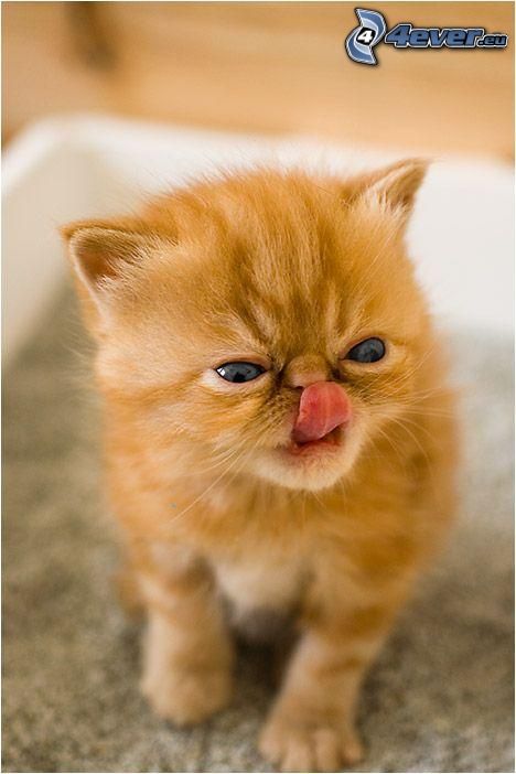 kleine rothaarige junge Katze, hängende Zunge